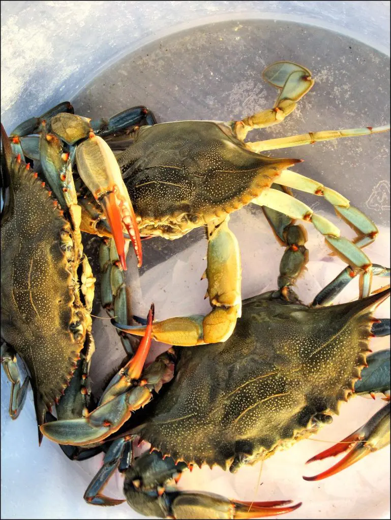 Basket of freshly caught blue crabs from an Edisto Island tidal creek