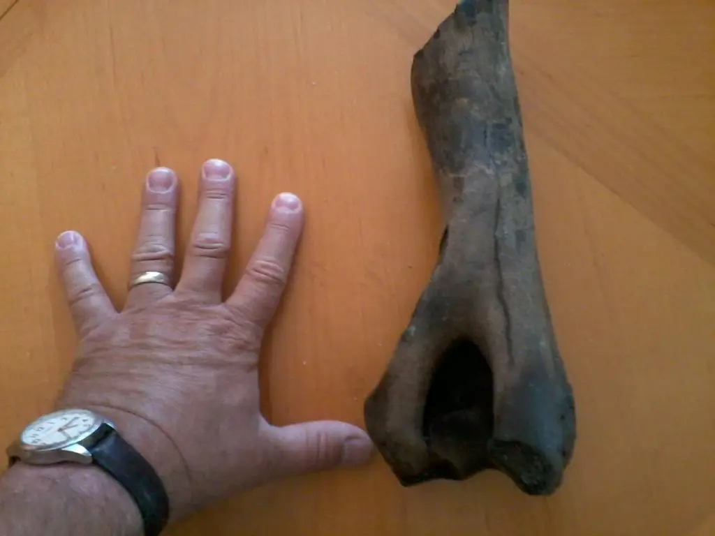 Large dark fossil bone fragment found on Edisto Beach, shown next to a hand for scale