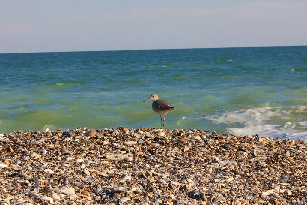 Gull standing on a beach covered in broken shells on Edisto Island