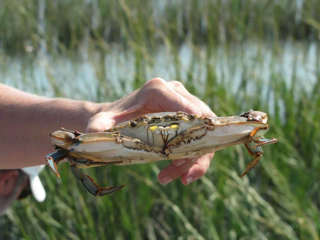 Hand holding a blue crab from behind the back fins over green marsh grass on Edisto Island