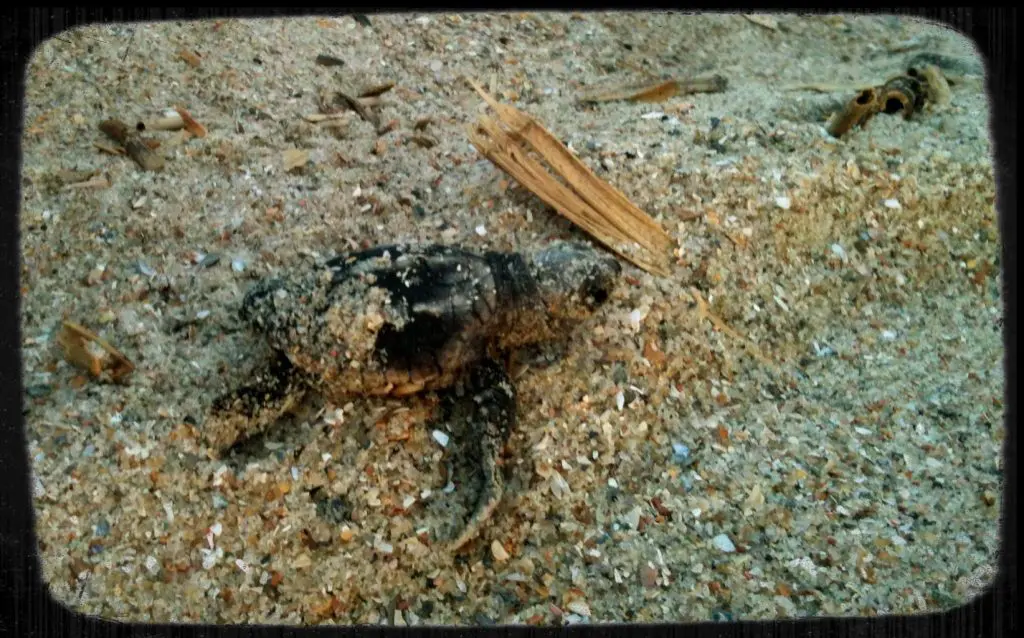 Loggerhead sea turtle hatchling crawling across the sand toward the ocean on Edisto Beach