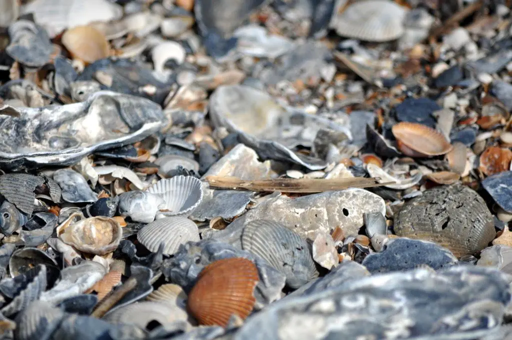 Pile of mixed seashells including whelk pieces and clam shells collected on Edisto Beach