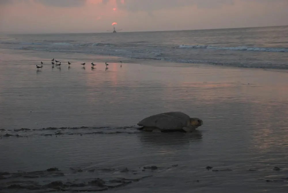 ReturntotheSeaDSC_6620-1