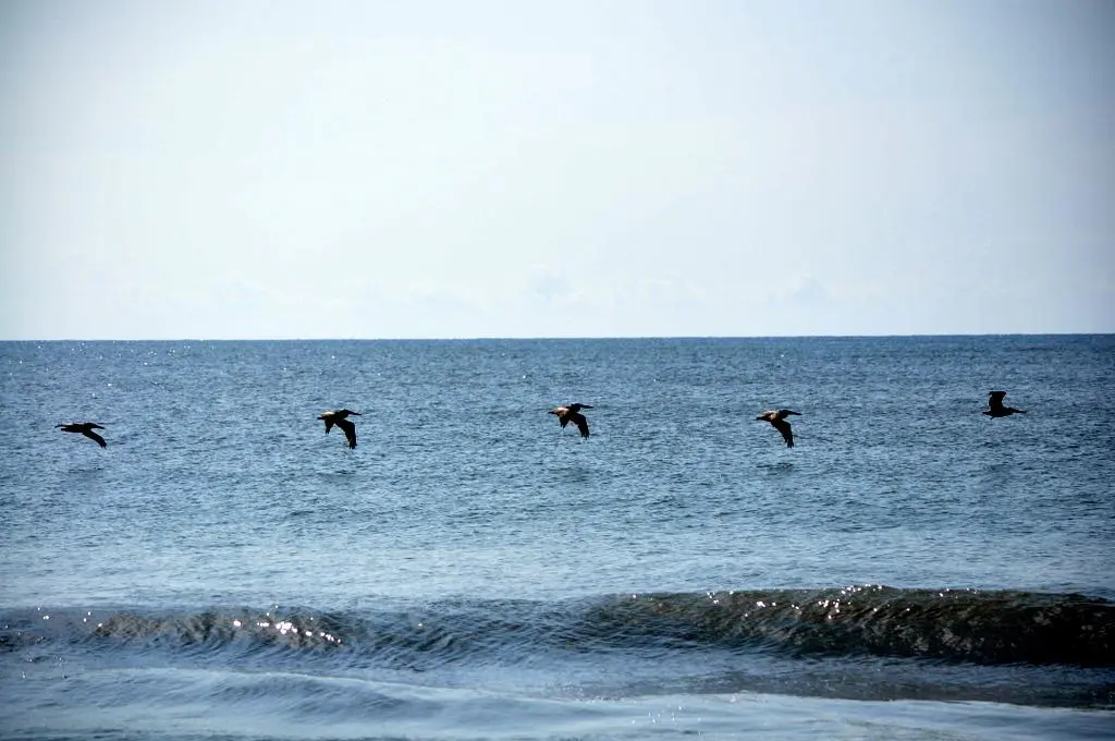 Seabirdsdoingaflyby..August2012DSC_0399