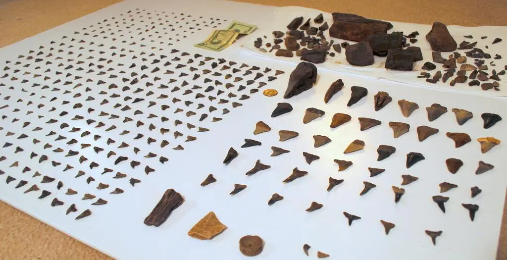 Dozens of fossil shark teeth found on Edisto Beach, laid out on a table