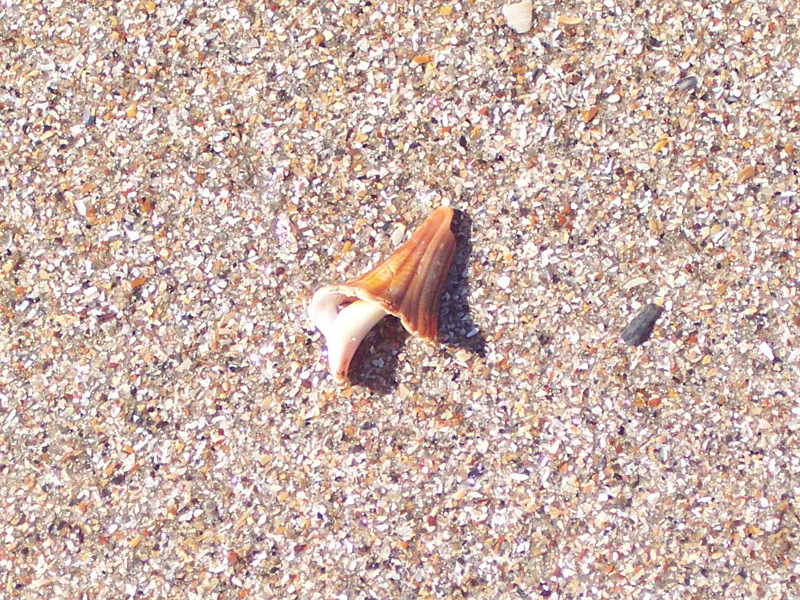 Single black fossil shark tooth lying on wet sand on Edisto Beach