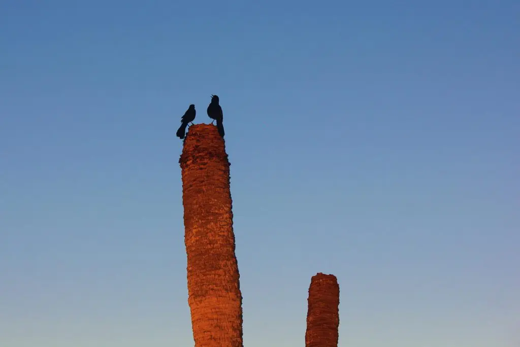 Birds perched on top of an old brick chimney ruin on Edisto Island