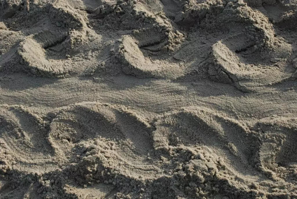 Sea turtle tracks crossing the sand from the dunes to the surf on Edisto Beach