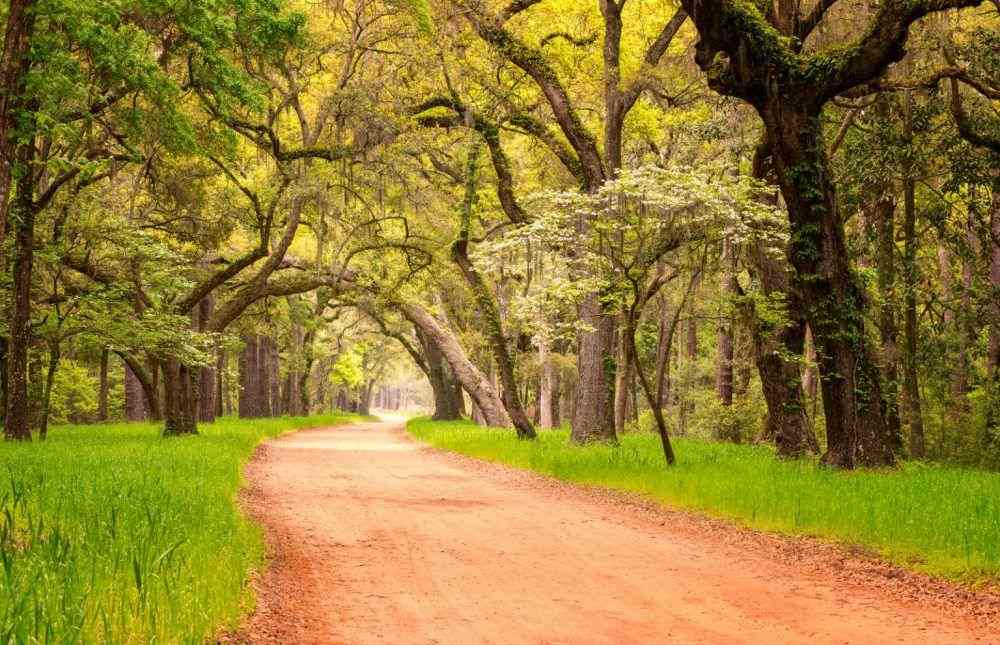 Dirt road running under a canopy of live oaks draped in Spanish moss on Edisto Island
