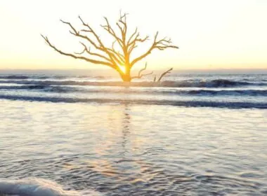 Driftwood tree in the surf at sunrise, Botany Bay, Edisto Island